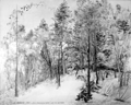Лес в Пушкинских горах. Бумага мелованная, графитный карандаш 59  х 74 см. 1988
